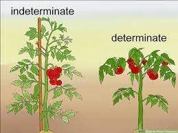We did not find results for: Tomato Basics Plant Something Colorado