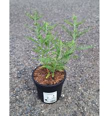 Image result for Perovskia atriplicifolia lacey blue lisslitt photo