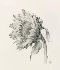 excellent images sunflower drawing style illustration botanique possibilites d apprentis dessin de tournesol coloriage dinosaures brachiosaure