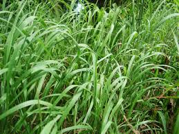 Image result for Andropogon