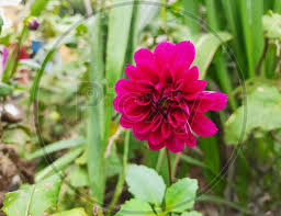 Image Of Beautiful Pink Color Shadow Cat Or Dahlia Flower Grow In A Desi Indian Garden Px539363 Picxy