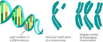 Mutations can produce new information, depending on the meaning of new and information, but they cannot account for the evolution of all life on earth. Modern Theories Of Evolution Mutation