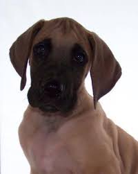 We did not find results for: Reduced Akc Great Dane Puppies Part Euro Fawn Brindle Guarantee For Sale In Conroe Texas Classified Americanlisted Com
