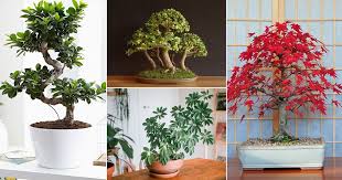 Maybe you would like to learn more about one of these? 12 Best Indoor Bonsai Trees For Beginners Balcony Garden Web