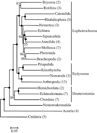 We did not find results for: Back In Time A New Systematic Proposal For The Bilateria Philosophical Transactions Of The Royal Society B Biological Sciences