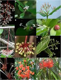 Image result for Ixora sp. A