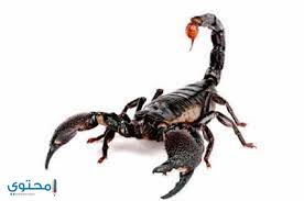 تفسير رؤيه العقرب فى المنام بالتفصيل موقع محتوى