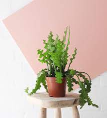 It blooms in the night and the flower looks like an orchid bloom in red, white and pink color. Fishbone Cactus Epiphyllum Anguliger Houseplant Beards Daisies
