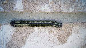 Black, caterpillar, found in yard, orange, yellow. What Type Of Caterpillar Has Eight Full Length Yellow Stripes On A Black Body With A Black Head And Grey To Black Caterpillar Fuzzy Caterpillar Black N Yellow