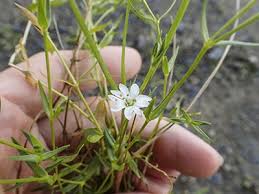 Image result for Stellaria sennii