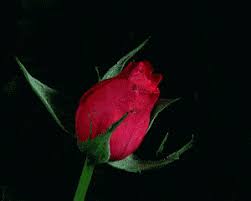 Explore and share the best flowers gifs and most popular animated gifs here on giphy. Best Blooming Flowers Gifs Gfycat