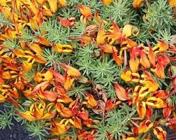 Image result for Lotus berthelotii