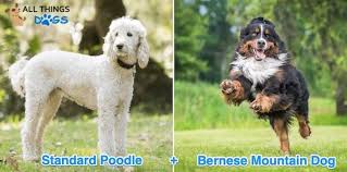 We did not find results for: Bernedoodle Dog Breed Information Facts Temperament Size All Things Dogs All Things Dogs