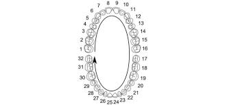 Las Piezas Dentales Tienen Su Propio Numero Ferrus Bratos
