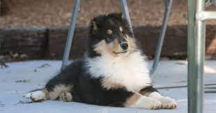 Tricolor Rough Collie Pup Rough Collie Shetland Sheepdog Puppies Shetland Sheepdog