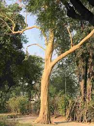 Image result for Albizia procera