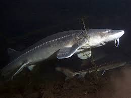 Species acipenser transmontanus oregon sturgeon. Weisser Stor Acipenser Transmontanus Fischlexikon