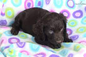 Bss Registered Male Boykin Puppy Boykin Spaniel Puppies Puppies Spaniel Puppies For Sale