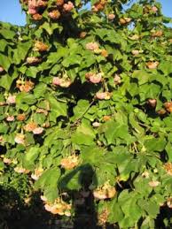 Image result for Dombeya lastii