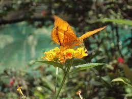 Chia sẻ kinh nghiệm của bạn! If You Like Butterflies It S A Must Visit Review Of Kuala Lumpur Butterfly Park Kuala Lumpur Malaysia Tripadvisor
