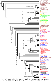 Flowering Plant Phylogeny Science Nature __cat__ Science