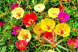 Een bedrijf dat zijn kernwaarden bunga ros jepun online datando, zal onzekerheid uitstralen. Bunga Ros Jepun Mudah Ditanam Dijaga Media Permata Online