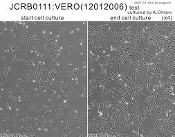Mc3t3 (embryonic calvarium) rat tumor cell lines. Jcrb0111 Vero