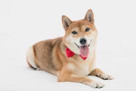 It was initially introduced as joke but dogecoin quickly developed its own online community and. Beyond Dogecoin What Cryptos Are Worth Buying Besides Bitcoin