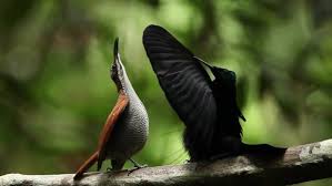 Bird Of Paradise Mating Dance Twitter Birds Of Paradise Birds Beautiful Birds