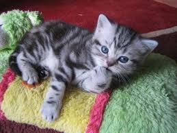 Toutes les rubriques dressage matériel pet sitting toilettage chien, chiot à vendre chien, chiot à donner chat, chaton à vendre chat, chaton à donner autres à vendre autres à donner recherche saillie refuges disparu, trouvé divers. Chaton A Donner 28