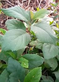 Image result for Cordia senegalensis