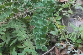 Image result for Pellaea dura