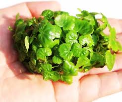 Image result for Hydrocotyle sibthorpioides