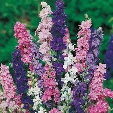 Pin By Amy Acosta On Garden Larkspur Flower Flower Seeds Flower Seeds Online