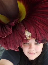 WATCH UPDATE — The spathe