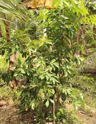Durian belanda berbuah banyak walaupun dalam pasu| baja milagro. Hang Kebun 2018