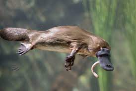 When the platypus hunts, it closes its eyes and ears, dives underwater and uses electroreceptors in its bill to detect the movements of its prey. Platypus Facts Mental Floss