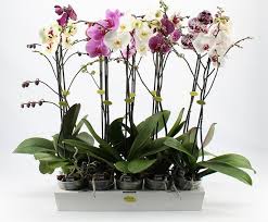 Terdapat beberapa jenis media yang selalu digunakan oleh peminat orkid. Pilihan Untuk Membina Dan Merangsang Pertumbuhan Untuk Akar Contoh Di Tanah Dan Lain Lain