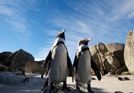 How much does the unit cost? The 10 Best Boulders Beach Tours Tickets 2021 Cape Town Viator
