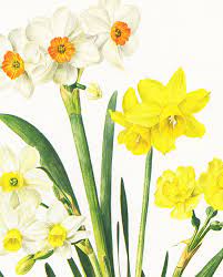 Pin On Z Narcis Daffodil