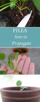 Pilea Peperomioides Propagation How To Care For Chinese Money Plant Simply Living Nc Chinese Money Plant Money Plant Chinese Money Plant Care