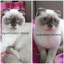 Cat Kedi Scottishstraight Scottishfold Britishshorthair British Annekedi Yavrukedi Annekediveyavrular Izmir Izmirked In 2020 Instagram Posts Instagram Relatable