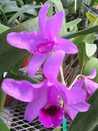 Cattleya Bowringiana Cattleya Flower Spike Fall Flowers
