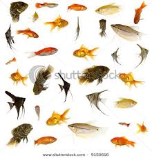 Learning To Cook Fish Names In English Tamil Telugu Malayalam Tropical Fish Aquarium Fish Freshwater Fish
