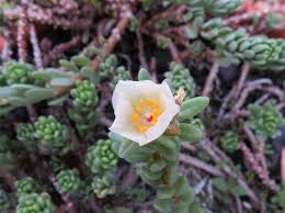 Image result for Portulacaceae