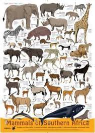 Firstly, there are the ' big five ': Mammals Of Southern Africa South Africa Animals South African Animals Africa Animals
