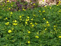 Image result for Oxalis pes-caprae
