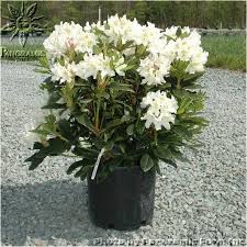 Rhododendron Catawbiense Cunningham S White Cunningham S White Rhododendron 5 Wholesale Nursery Grower Wholesale Nursery Rhododendron Landscape Plan