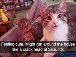 Lift your spirits with funny jokes, trending memes, entertaining gifs, inspiring stories, viral videos, and so much more. Hilarious Cat Memes To Make You Lol Cole Marmalade