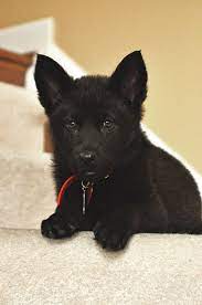 My Black German Shepherd When She Was Just A Tiny Pup Cute Cats And Dogs German Shepherd Puppies Shepherd Puppies